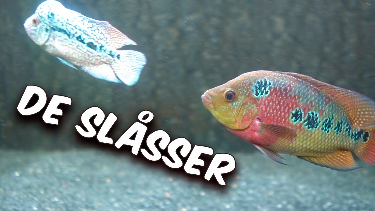 Jeg Modtager Min Nye Otto, MEN!