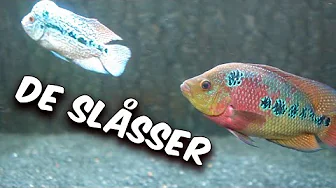 Jeg Modtager Min Nye Otto, MEN!