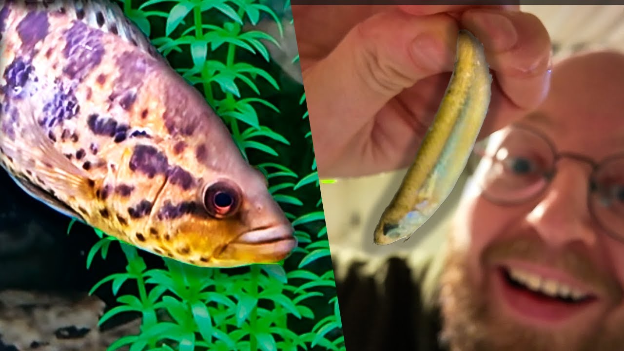 Fodrer Aggressive Cichlider med Fisk