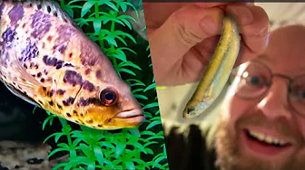 Fodrer Aggressive Cichlider med Fisk