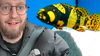 Skal vi have dyr luksus fisk?