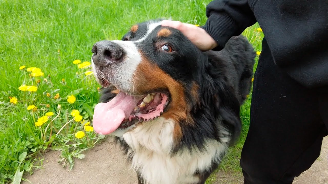 Johnni Gade Wildlife - Ny Kanal?