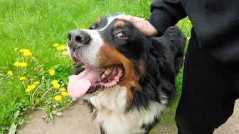 Johnni Gade Wildlife - Ny Kanal?