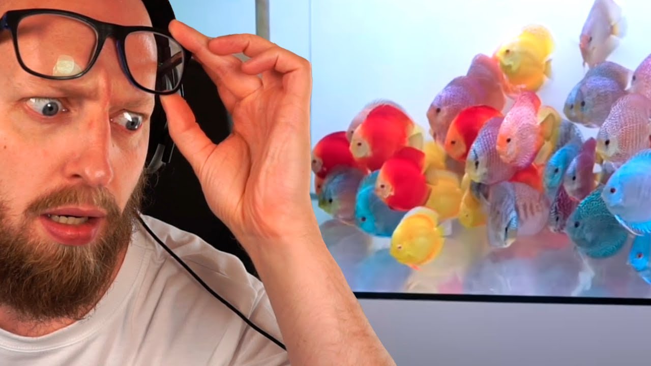 Skal vi køre til Tyskland efter dem her?