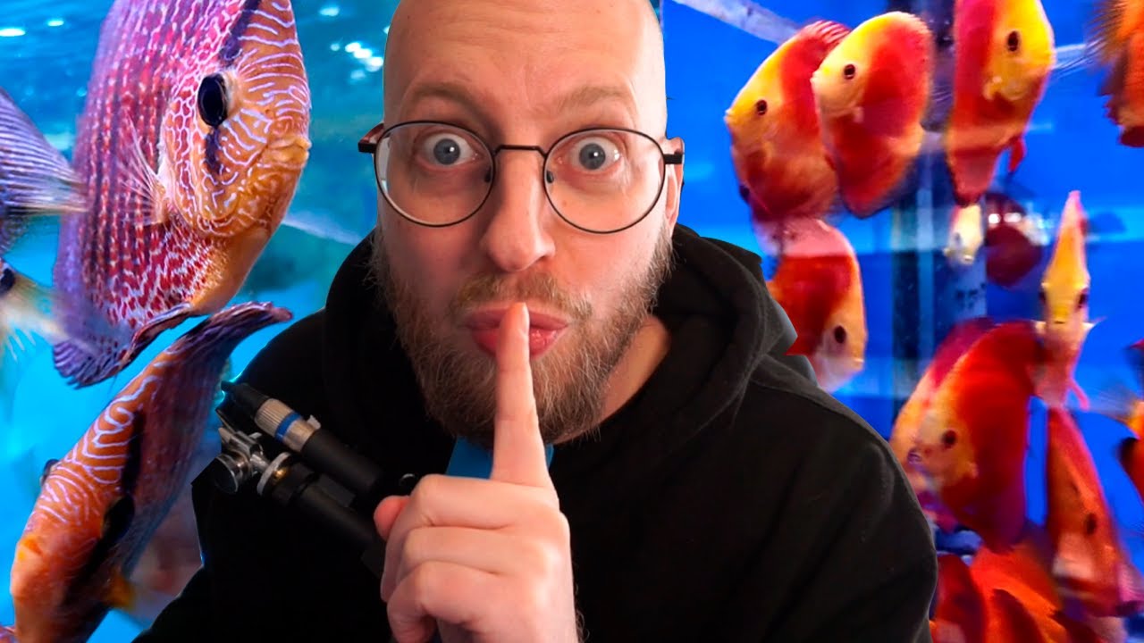 Fisk for 500.000 kroner?