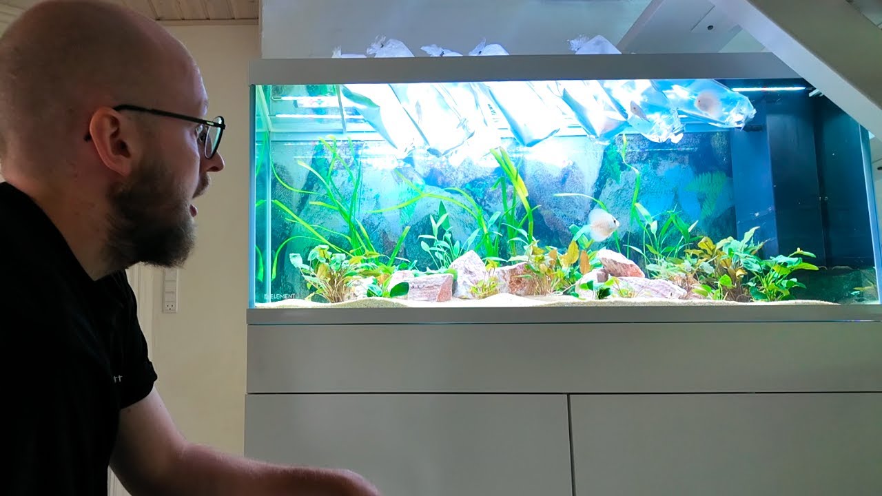 Fisk & Planter var DYRT! 🌿🐟 (6.000 kr)