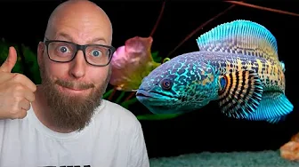 Har købt KÆMPE Rovfisk