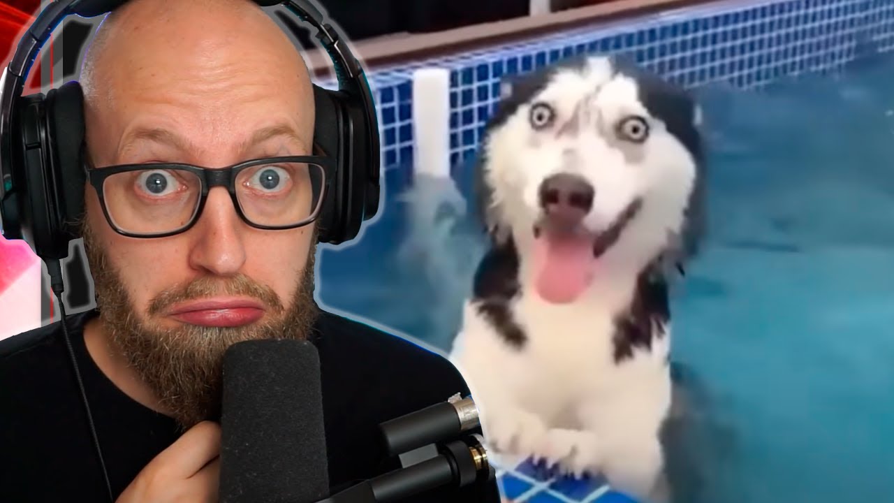 Når Dyr Er MÆRKELIGE...