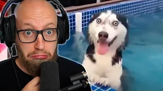 Når Dyr Er MÆRKELIGE...