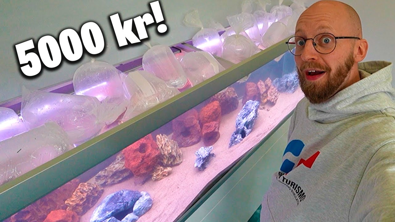 Nyt akvarie med fisk for 5000 kroner