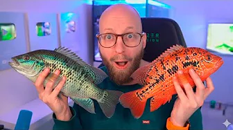 Har Lavet Alle Akvarierne Om