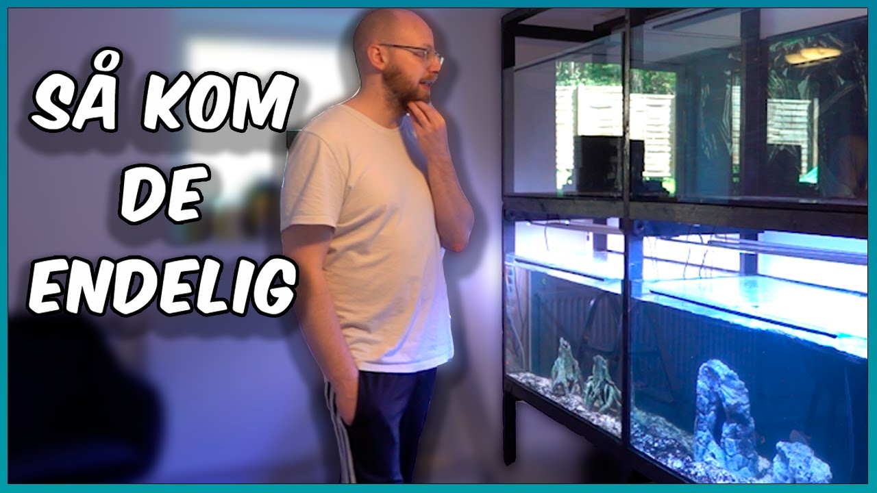 Akvarierne er kommet, men jeg kan ikke løfte dem 🤣