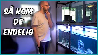 Akvarierne er kommet, men jeg kan ikke løfte dem 🤣