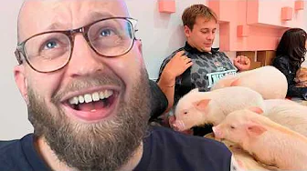 Minipig i hovedet er tosset