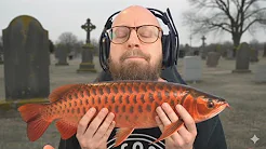 Min Dyreste Fisk Dør?