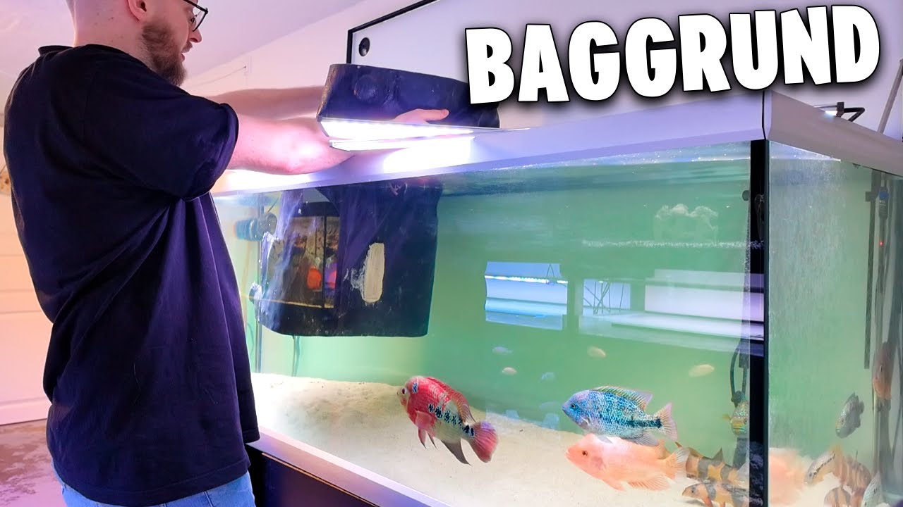 Johnni vs akvariebaggrund (fisk hopper ud)