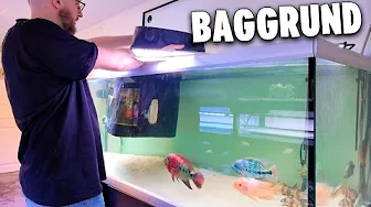 Johnni vs akvariebaggrund (fisk hopper ud)