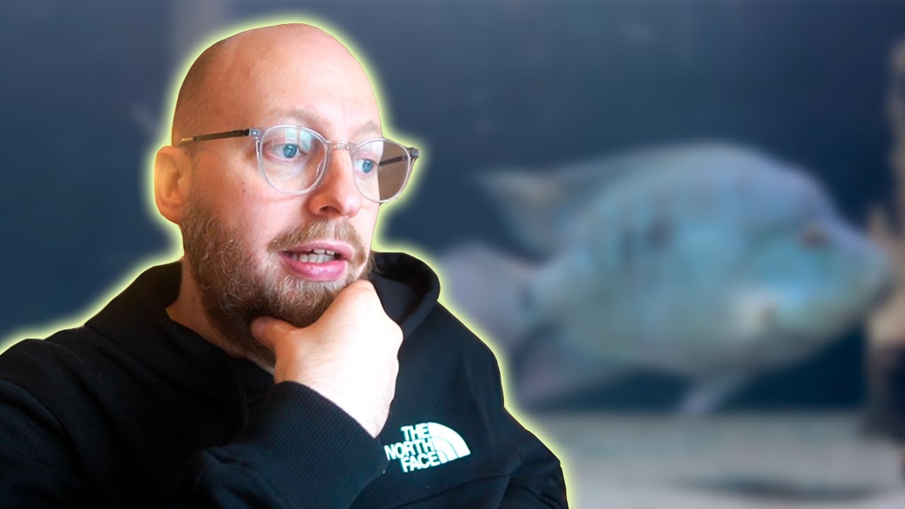 Dårlige Nyheder Fra Sverige