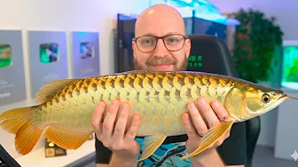 Køber To Asian Arrowanas | 13.000 kroner