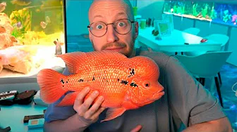 Jeg Har Et Flowerhorn Problem