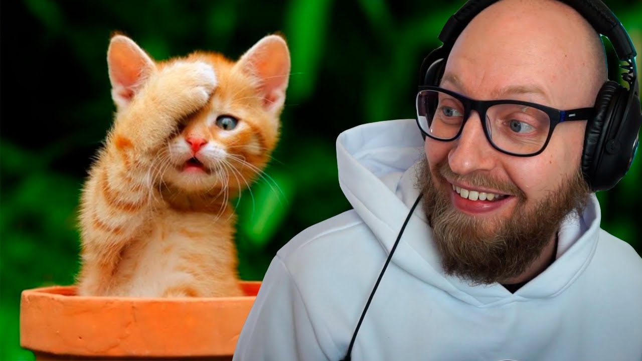 Katte er så fjollede altså...