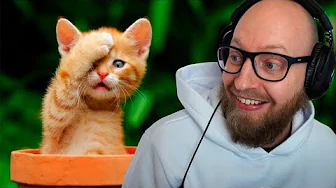 Katte er så fjollede altså...