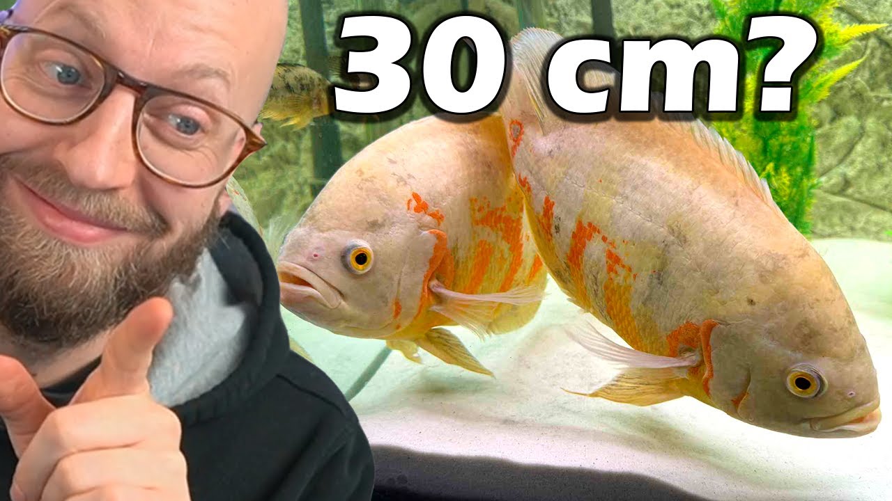 Køber De Største Fisk Der var