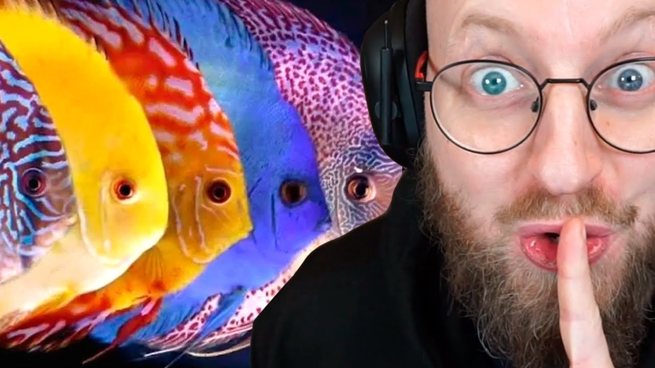 Køber Fisk For 6.000 kr