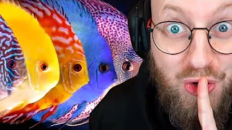 Køber Fisk For 6.000 kr