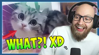 SKER DER PSYCHO KAT!? Johnni Gade ser unusual memes.