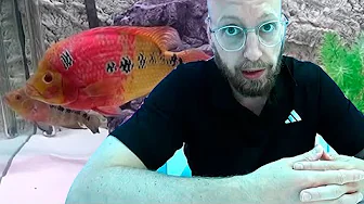 Parrer SJÆLDNE fisk der er mange penge værd