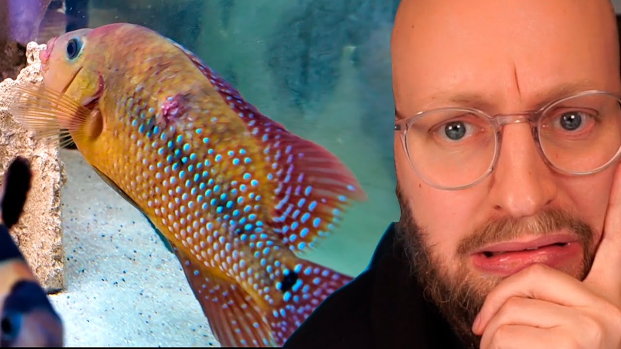 Går galt når jeg sætter rovfisk sammen