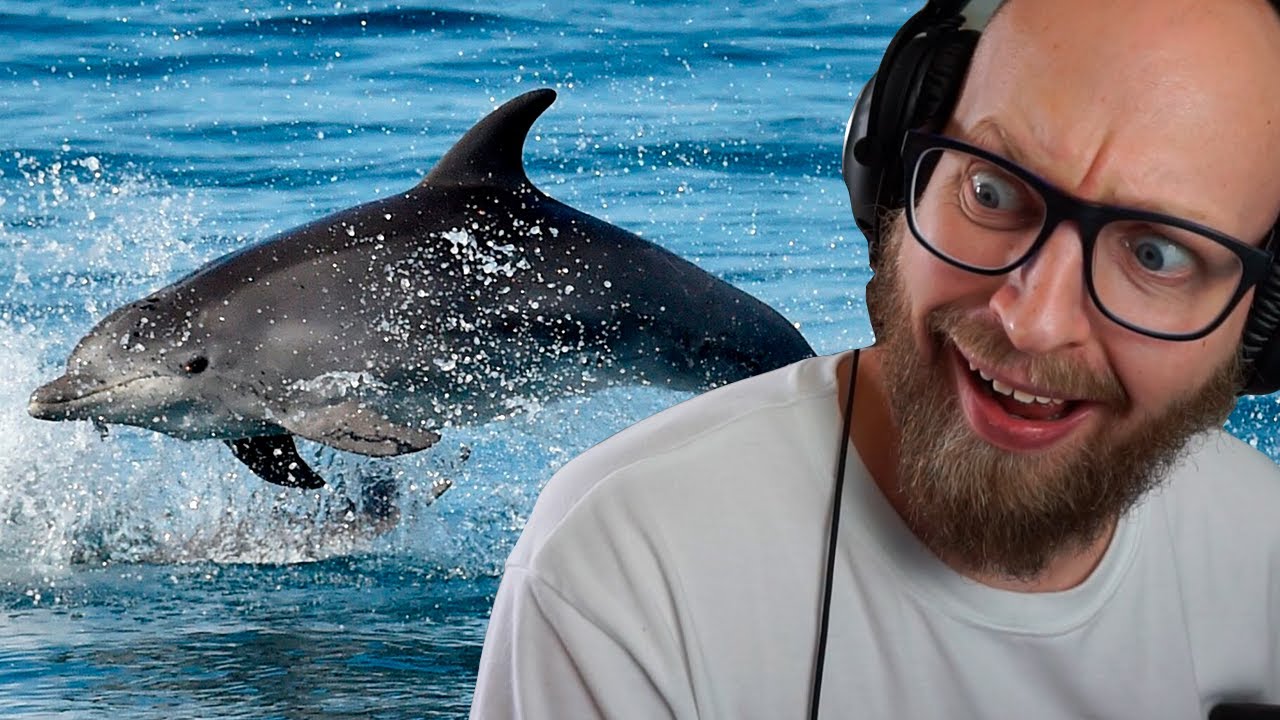 Delfiner drukner sig selv. WHAT???