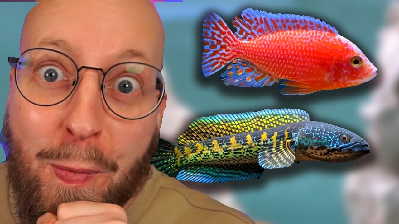 Flere Malawi! Flere Rovfisk!