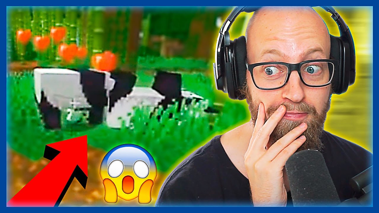 Hvad Laver De Pandaer Med Hinanden!? 🐼😲