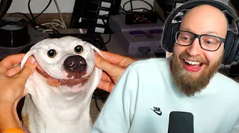 Når Hunde Stopper Med At Virke