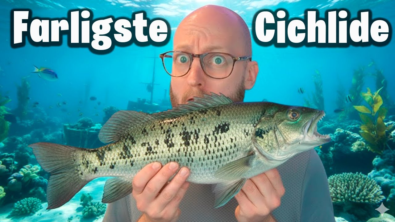 Den Sjældneste Fisk