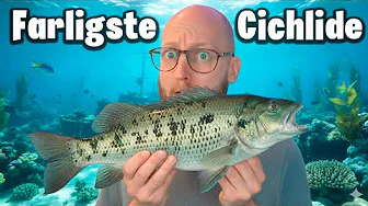 Den Sjældneste Fisk