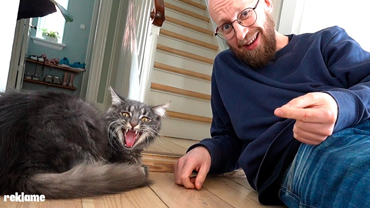 Tror min kat vil dræbe mig
