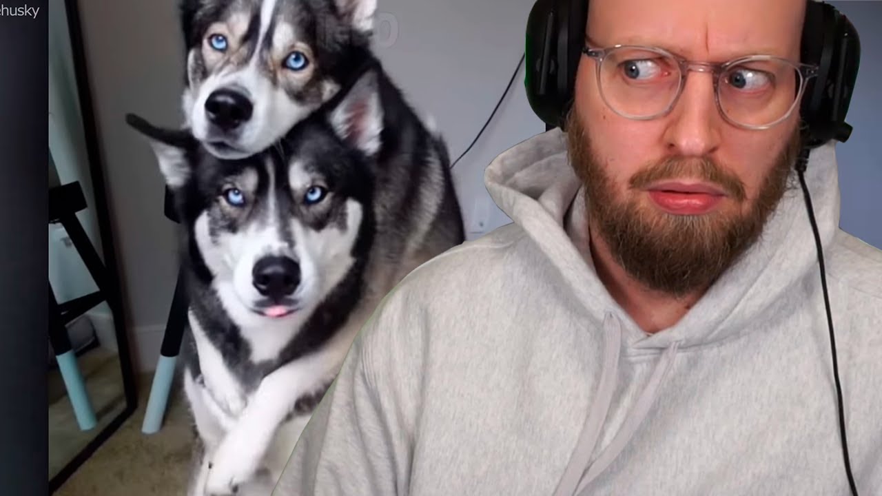 Dyr med SÆRLIGE talenter