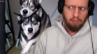 Dyr med SÆRLIGE talenter