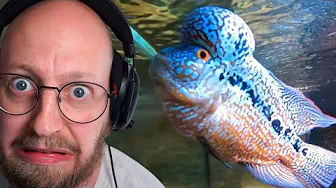 Otto angriber GoPro!