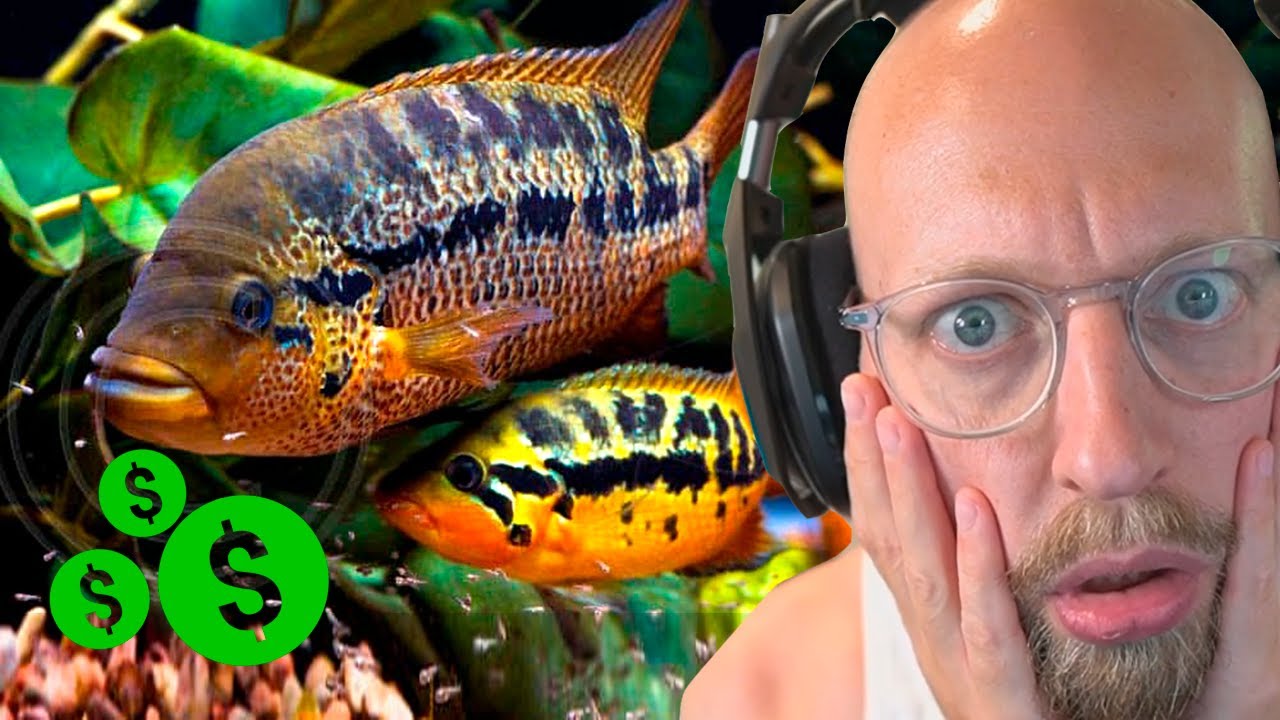 Kører 4 timer for SMUKT Rovfiske par