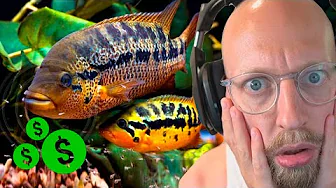 Kører 4 timer for SMUKT Rovfiske par