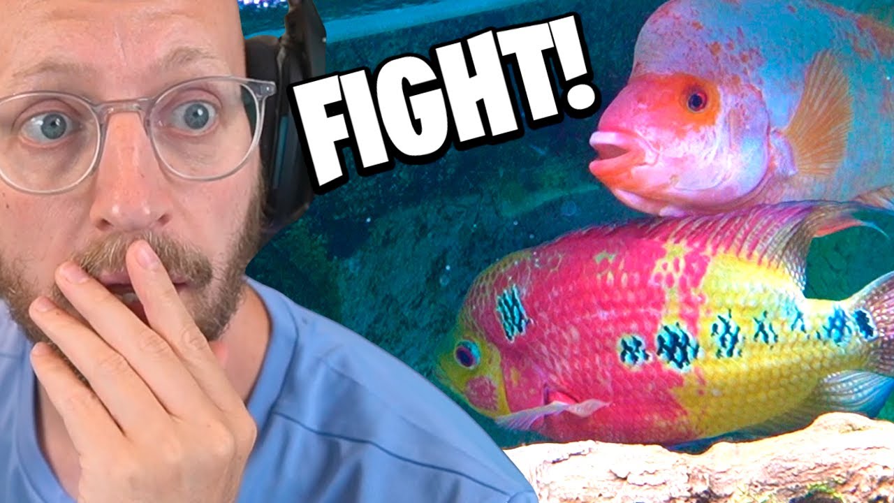 Mine To Største Rovfisk Slås