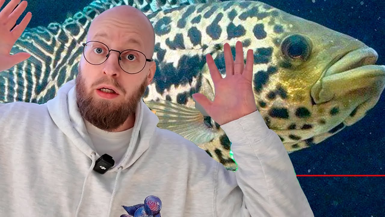 Får Aggressive Rovfisk