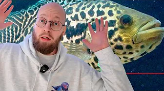 Får Aggressive Rovfisk