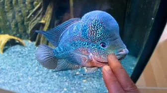 Fandt en død fisk i akvariet