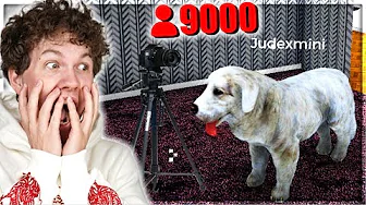 JEG KØBER EN HUND OG FÅR 9000 VIEWERS!! - Dansk Streamer Life Simulator