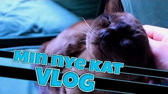 JEG HAR FÅET EN KAT! - Vlog